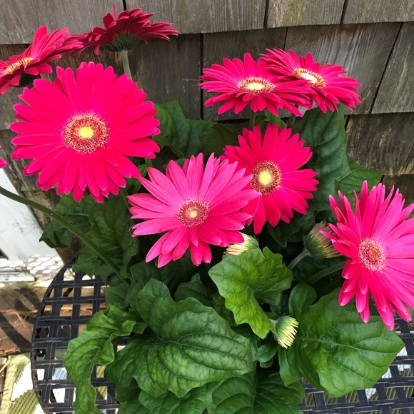 Meet your Posher, Heather - Picture 1 of 1